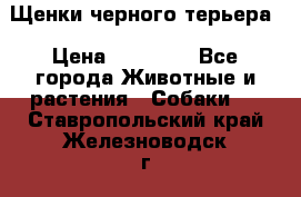 Щенки черного терьера › Цена ­ 35 000 - Все города Животные и растения » Собаки   . Ставропольский край,Железноводск г.